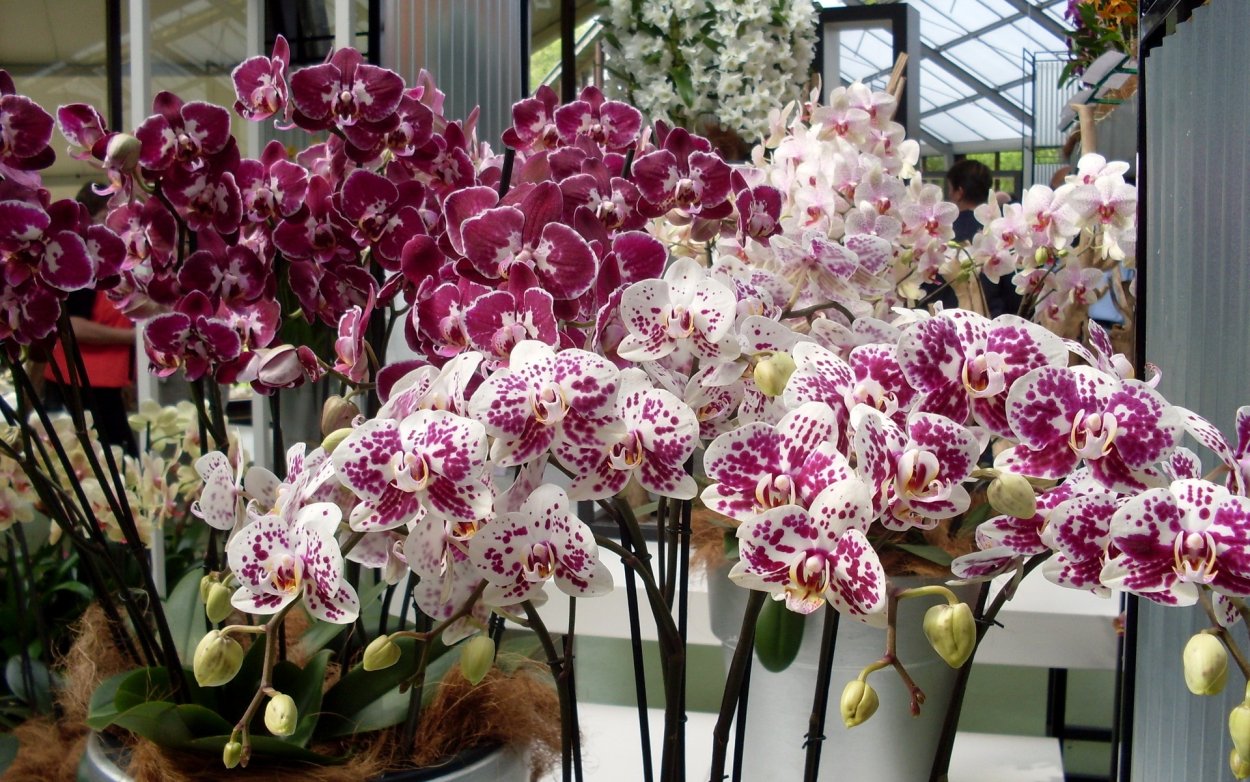 Фаленопсис Ирис