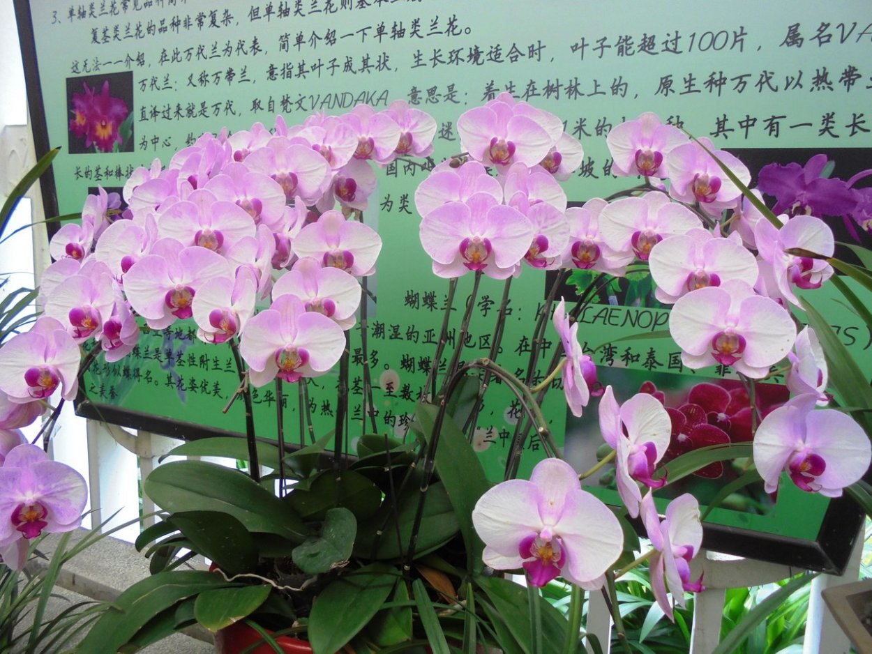 Фаленопсис Rio grande