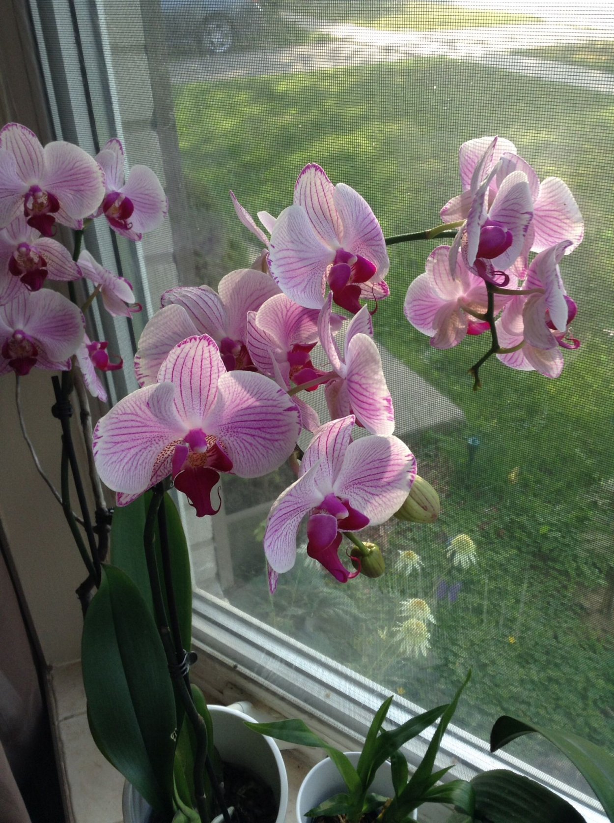 Орхидея на черном фоне