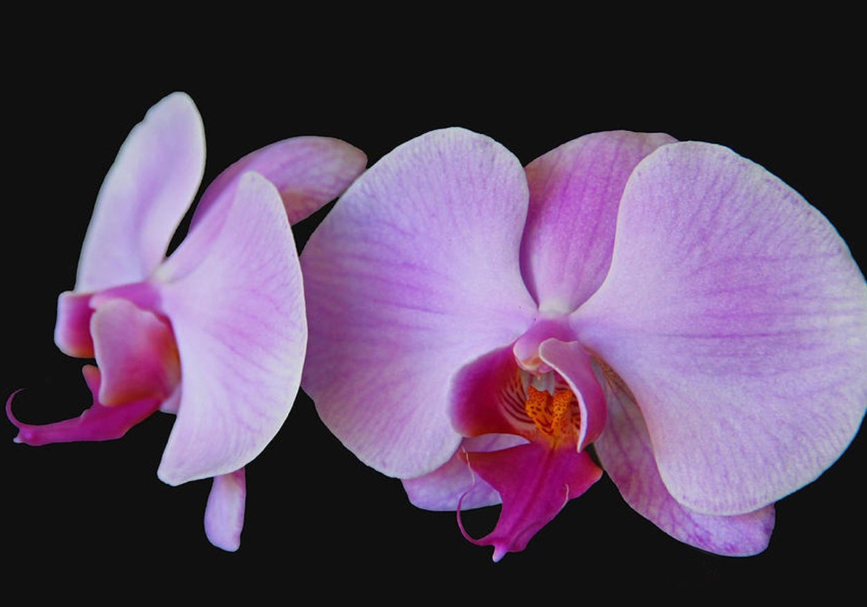Фаленопсис Орхидея Pink