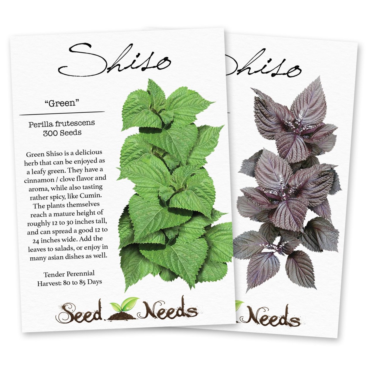 Колеус Крапивка