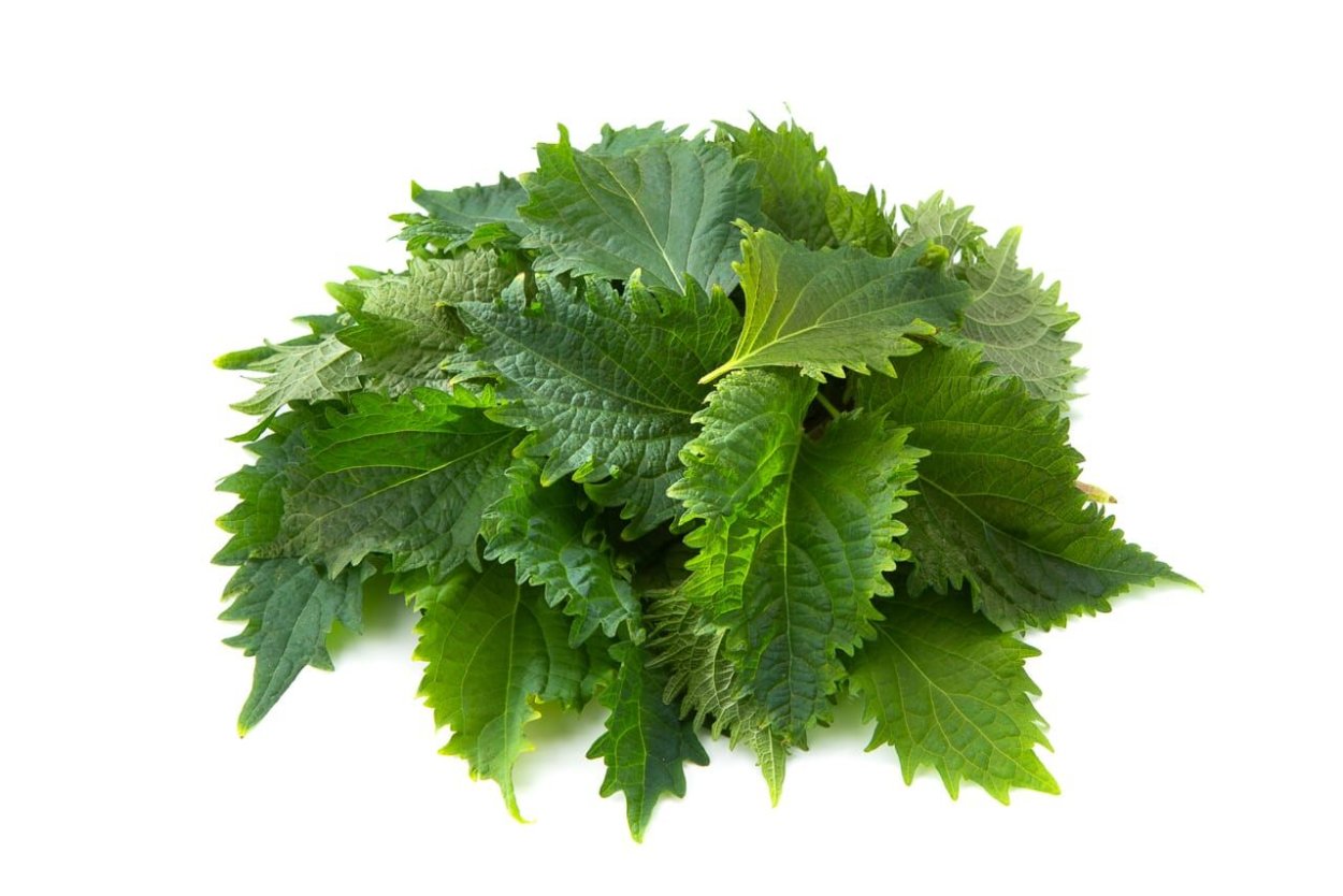 Перилла растение съедобное