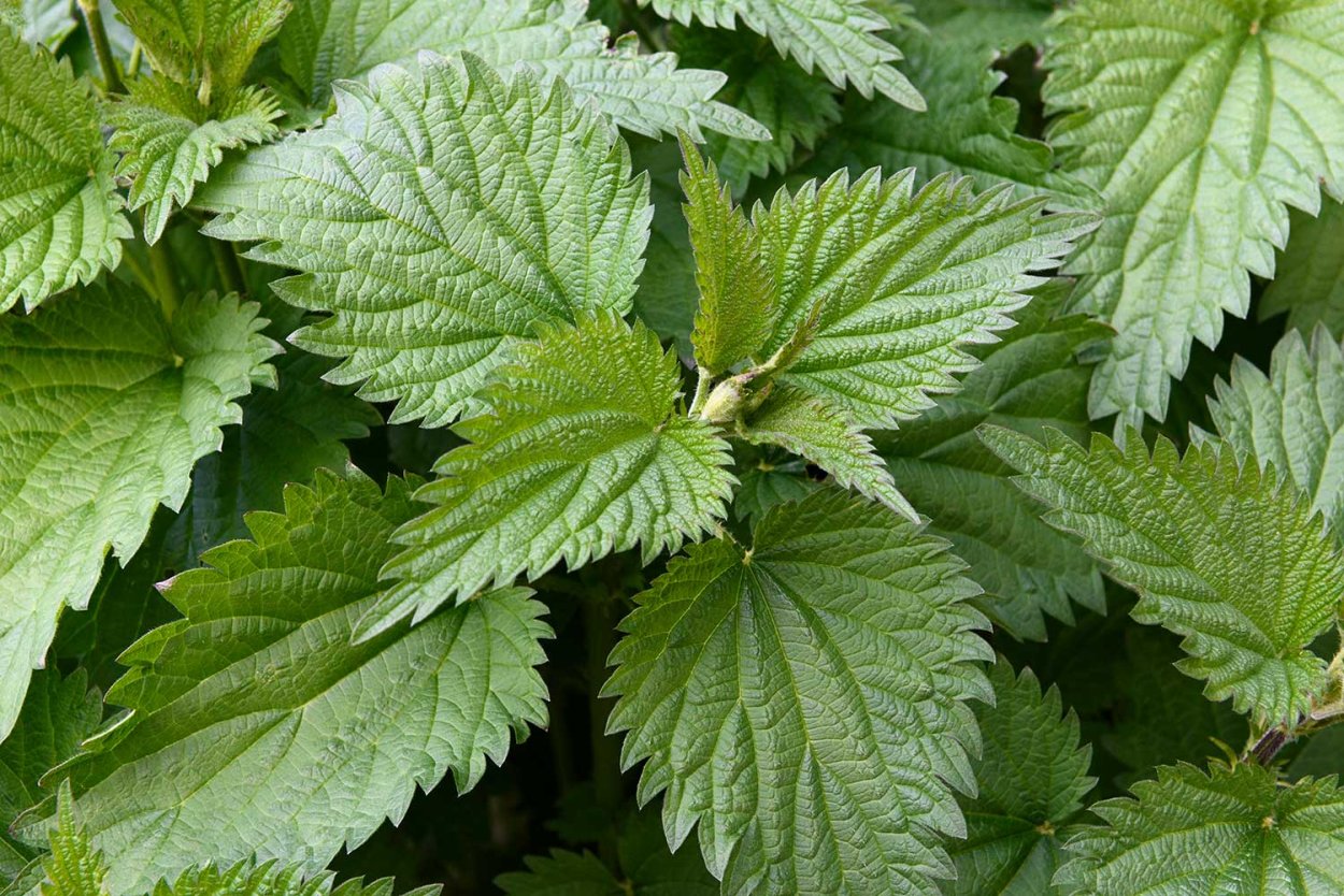 Кунжутная перилла