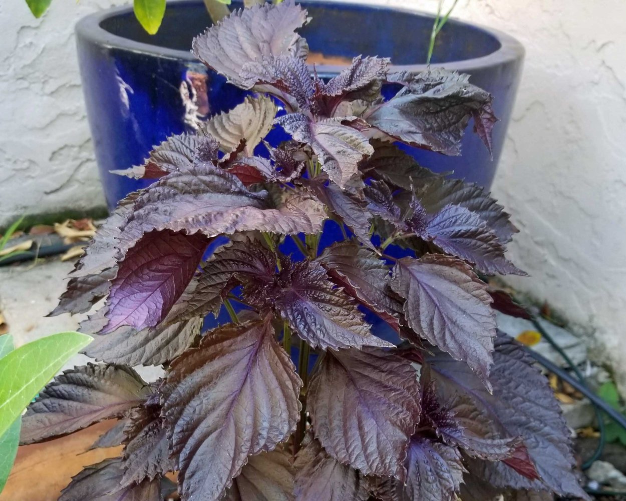 Перилла зелёная (шисо)