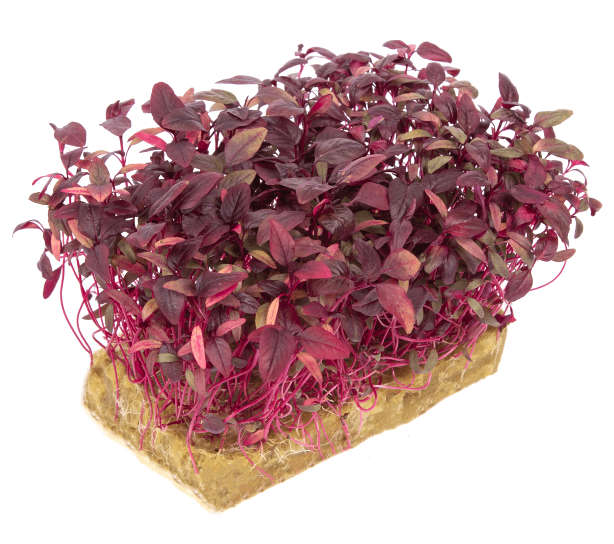 Семена перилла Росинка овощная