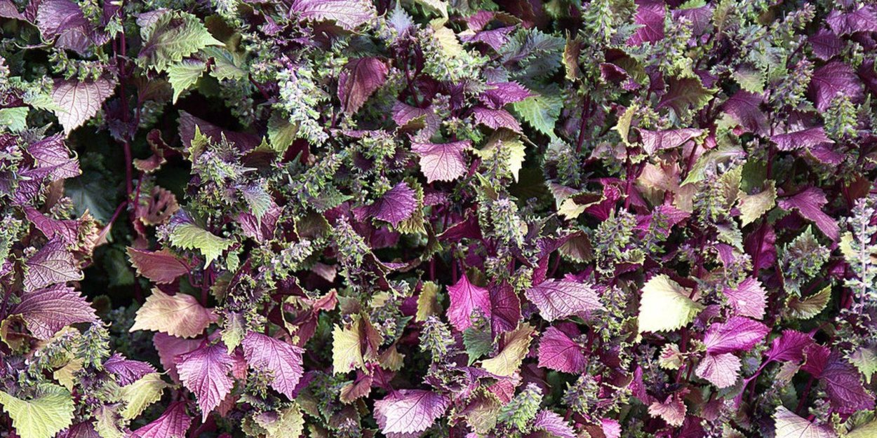 Перилла красная шисо микрозелень