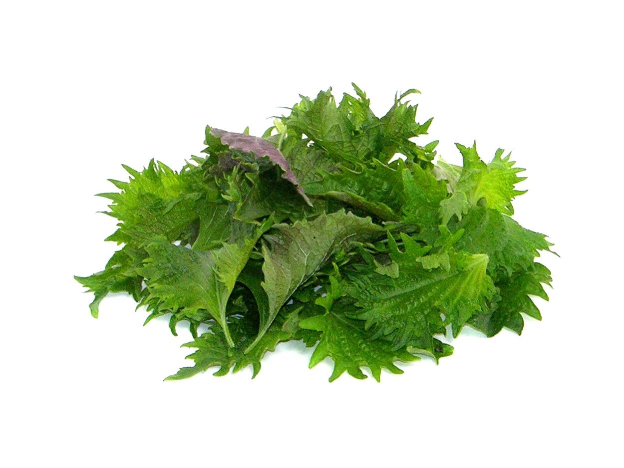 Колеус гинура