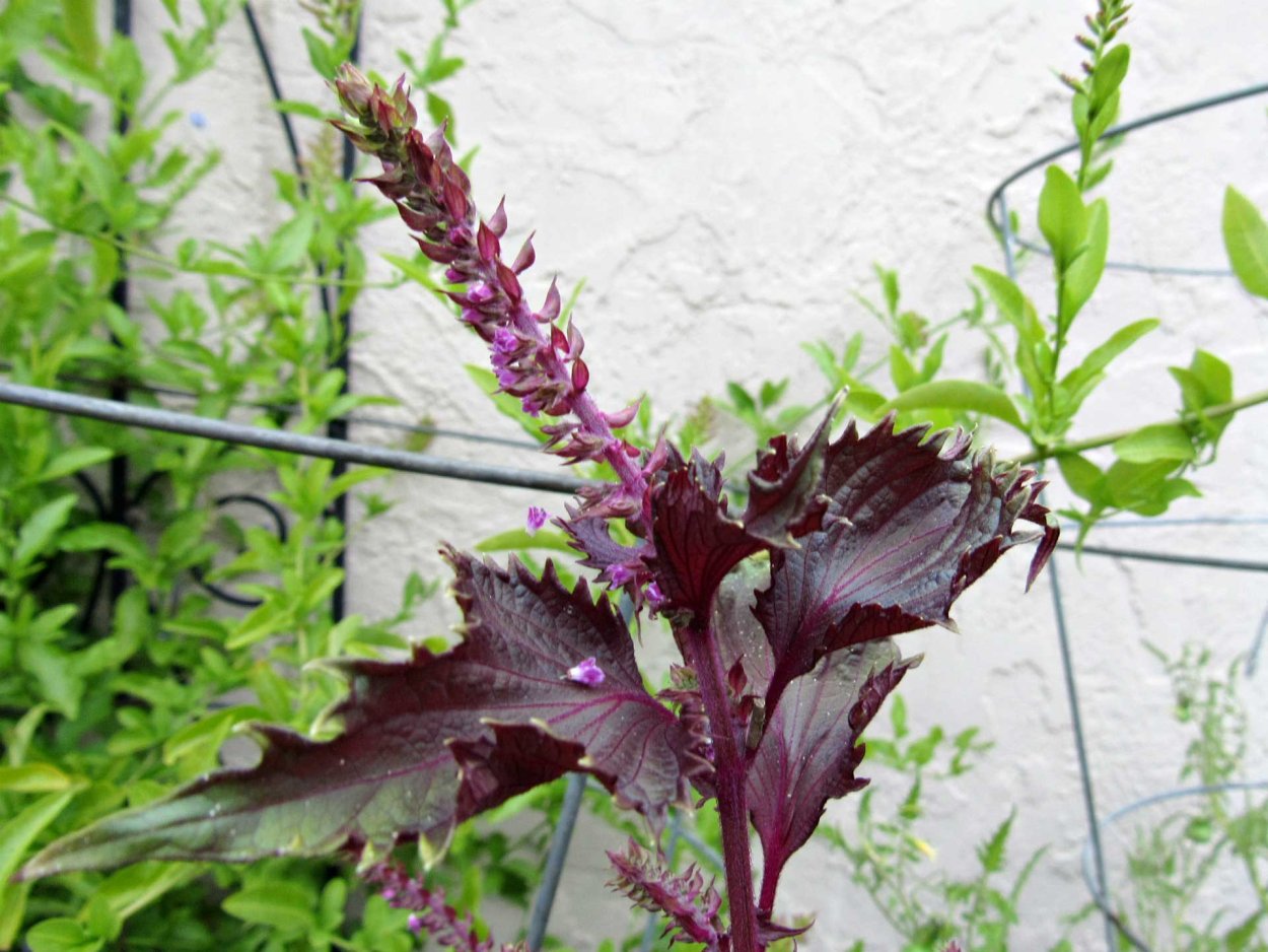 Перилла красная (шисо)