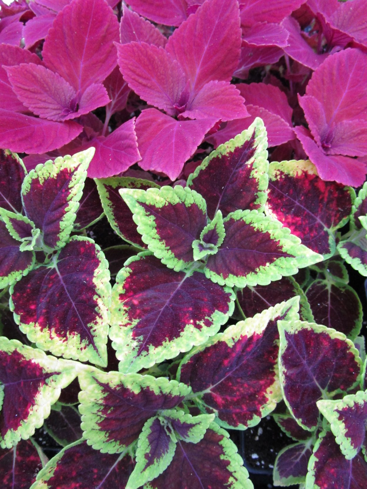 Fresh identification