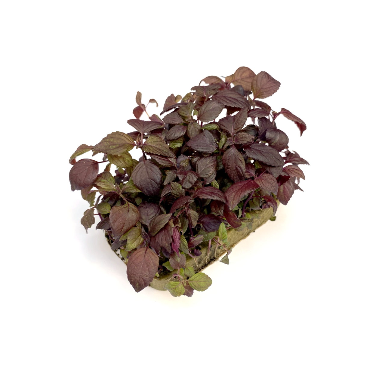 Перилла нанкинензис