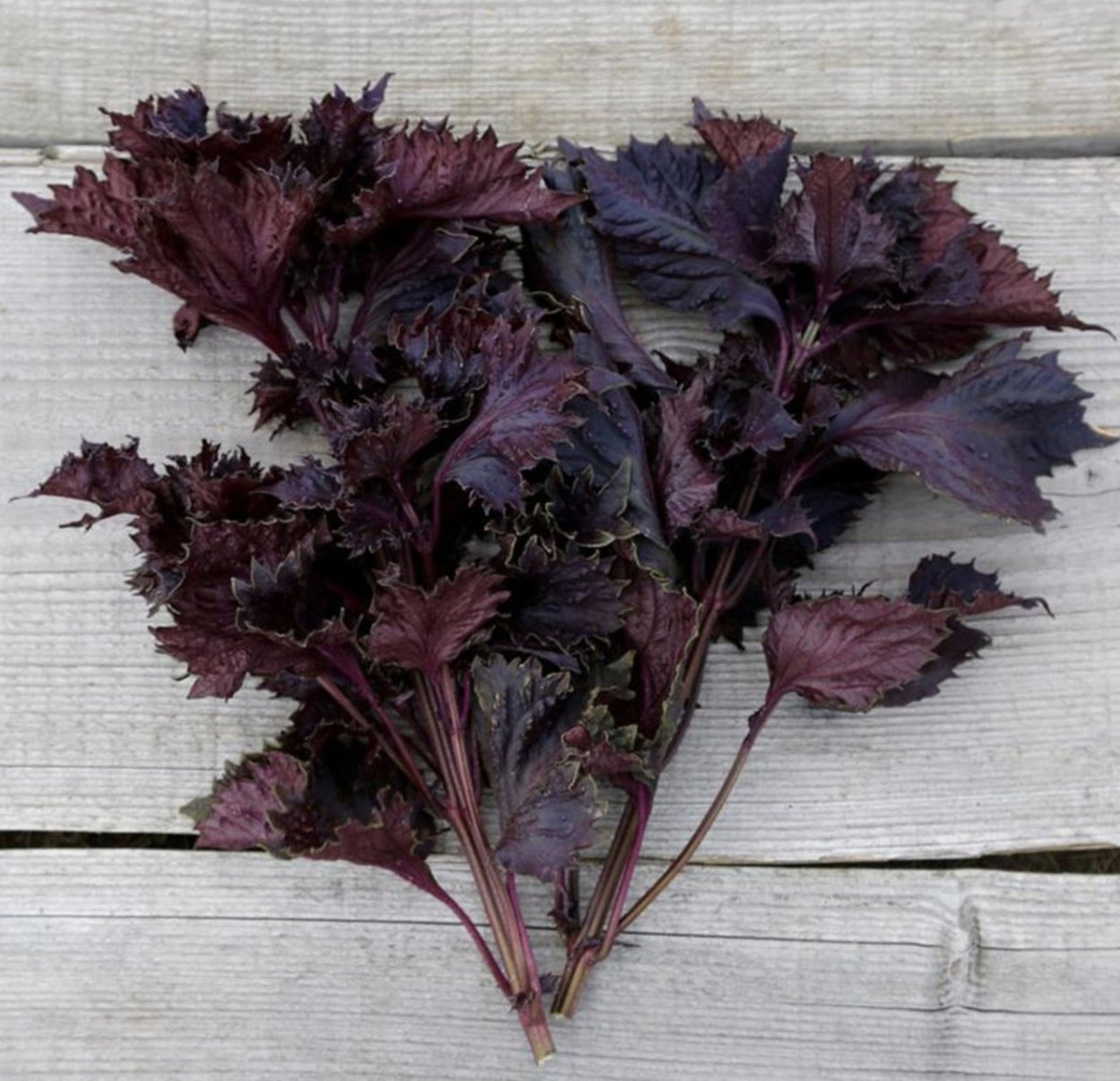 Колеус и перилла