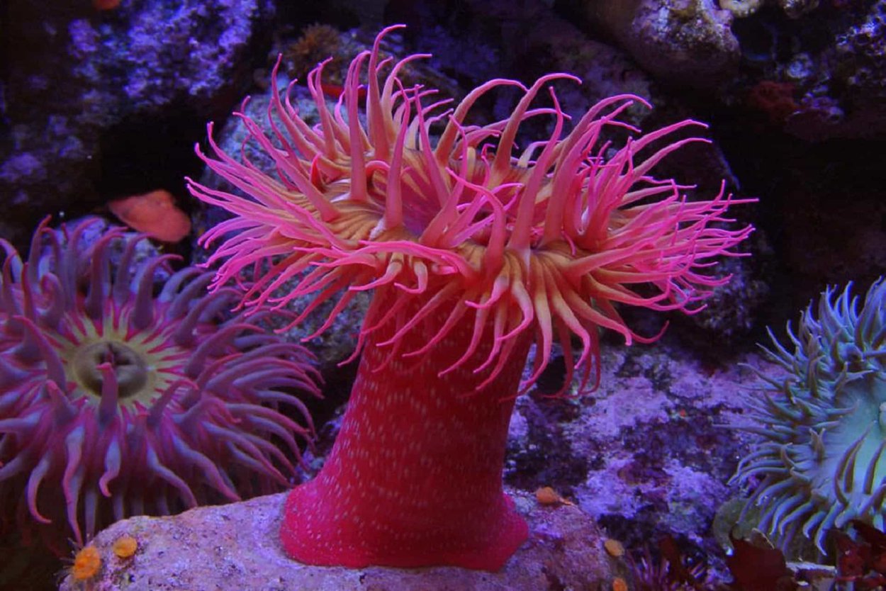 Актиния морской георгин