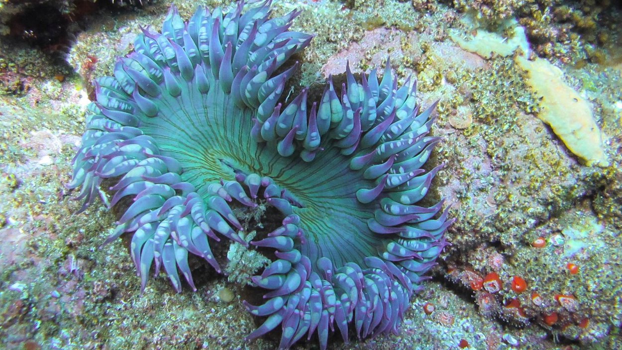 Anthopleura elegantissima