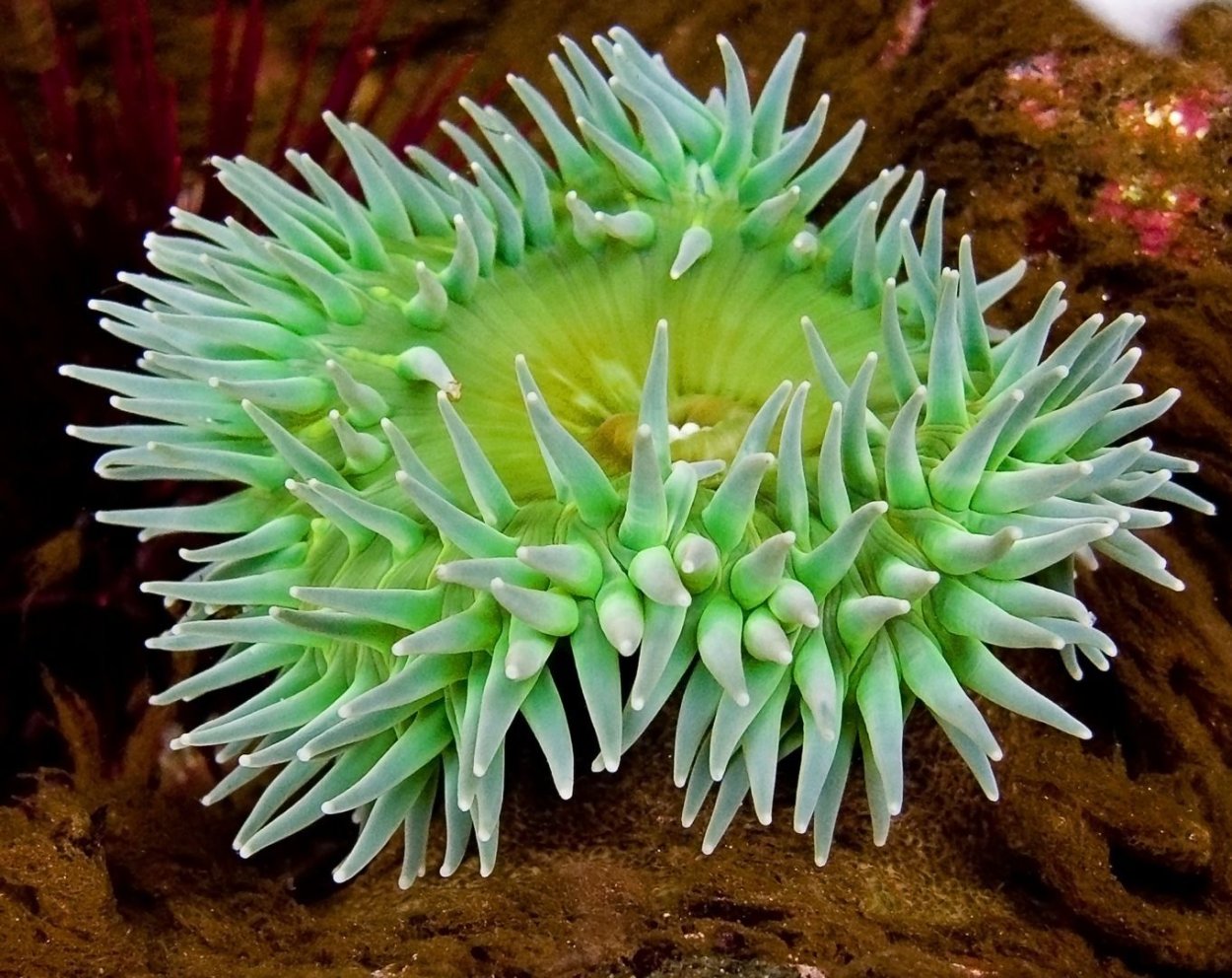 Актиния Пресноводная