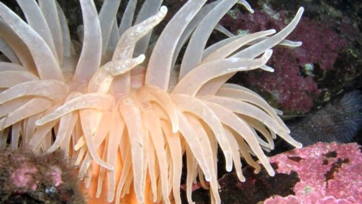 Не морском дне кто как цветок