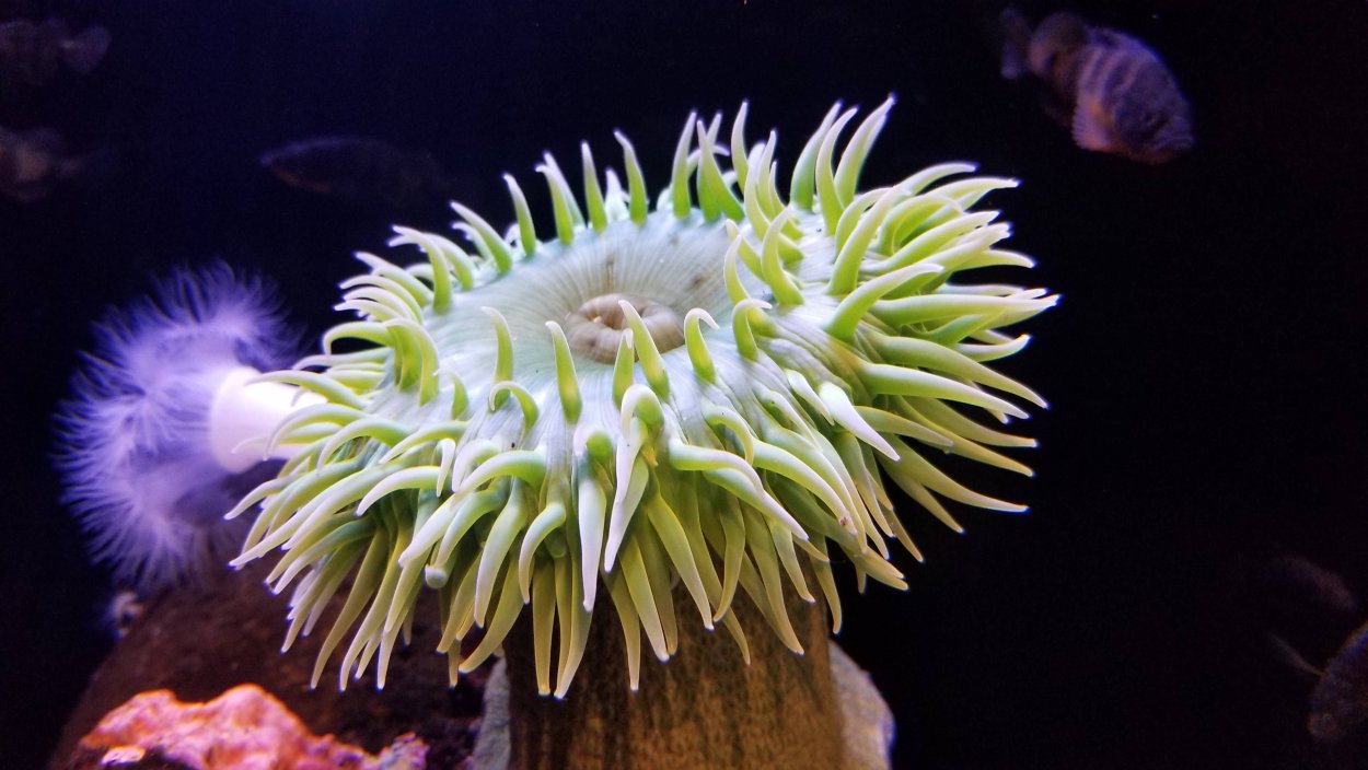 Актиния анемон гемантус