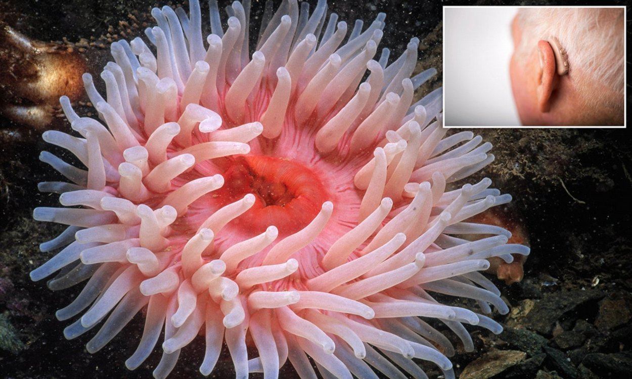 Актиния скелет