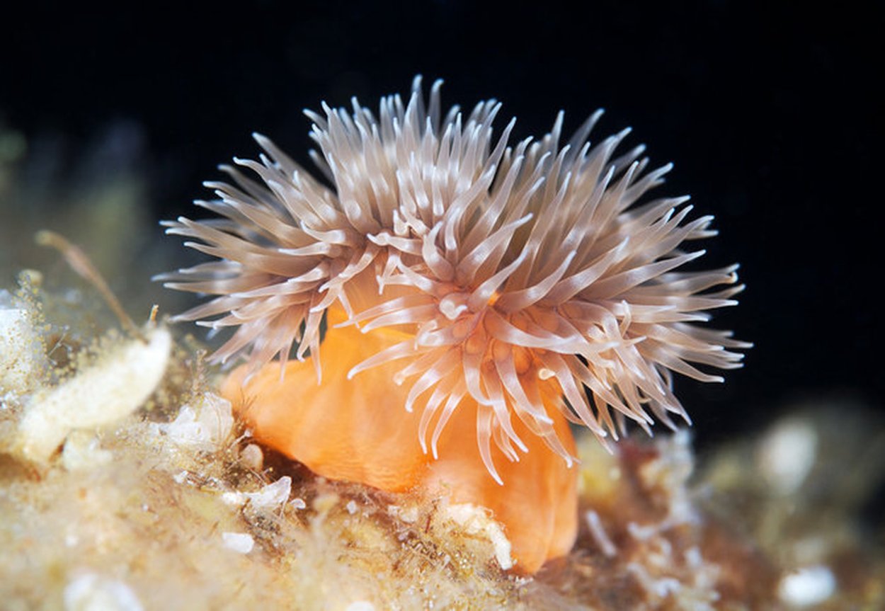 Аурелия актиния