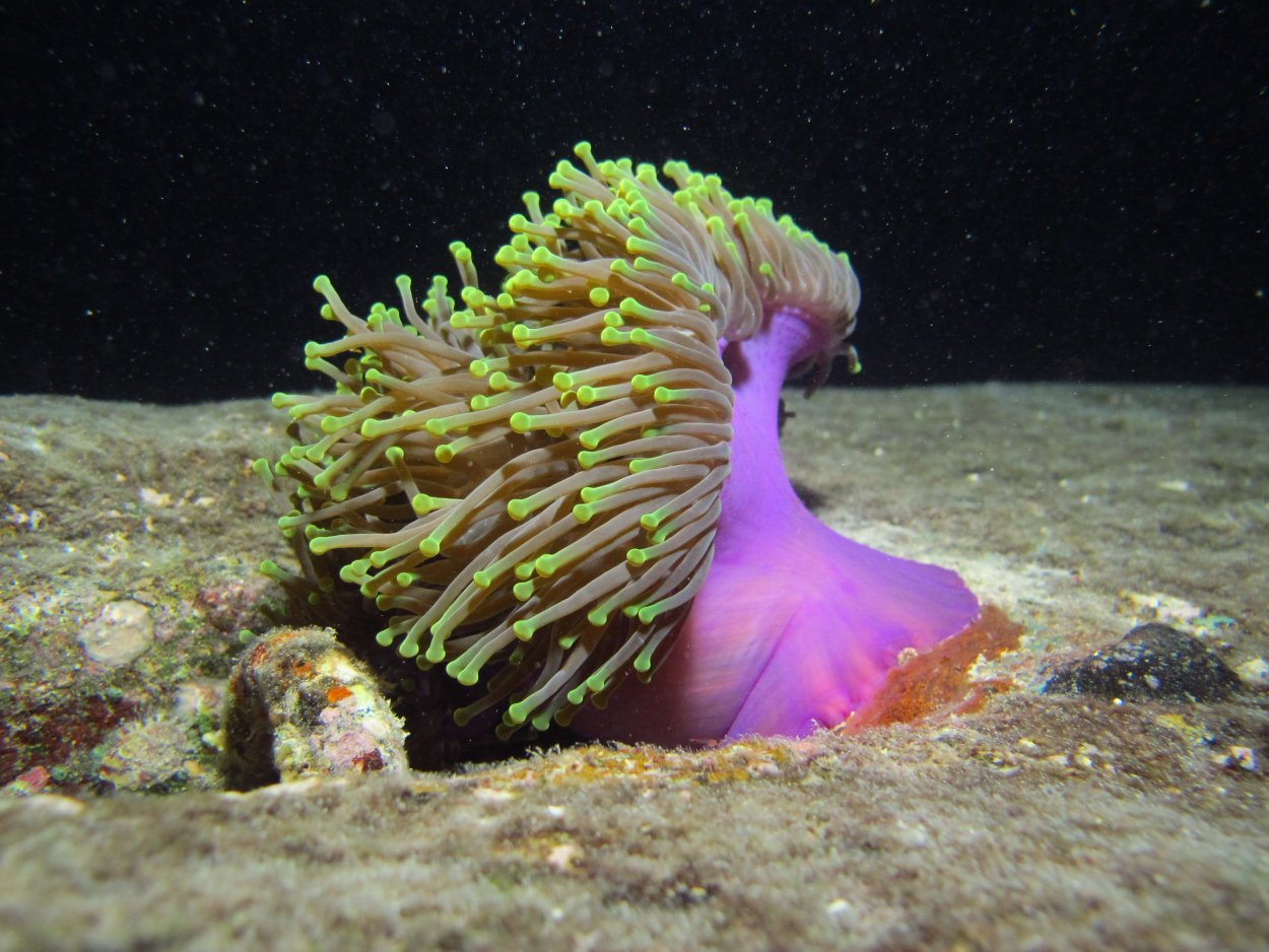 Гетерактис Магнифика