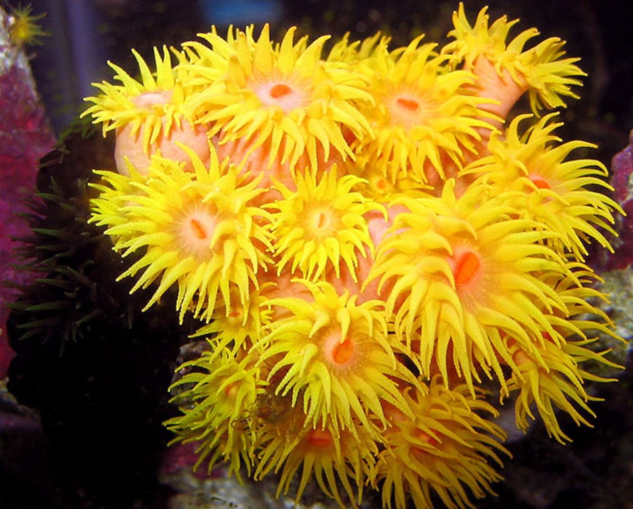 Коралл актиния