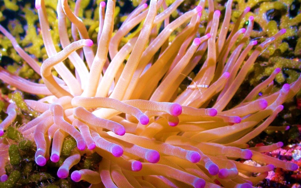 Актиния водоросль