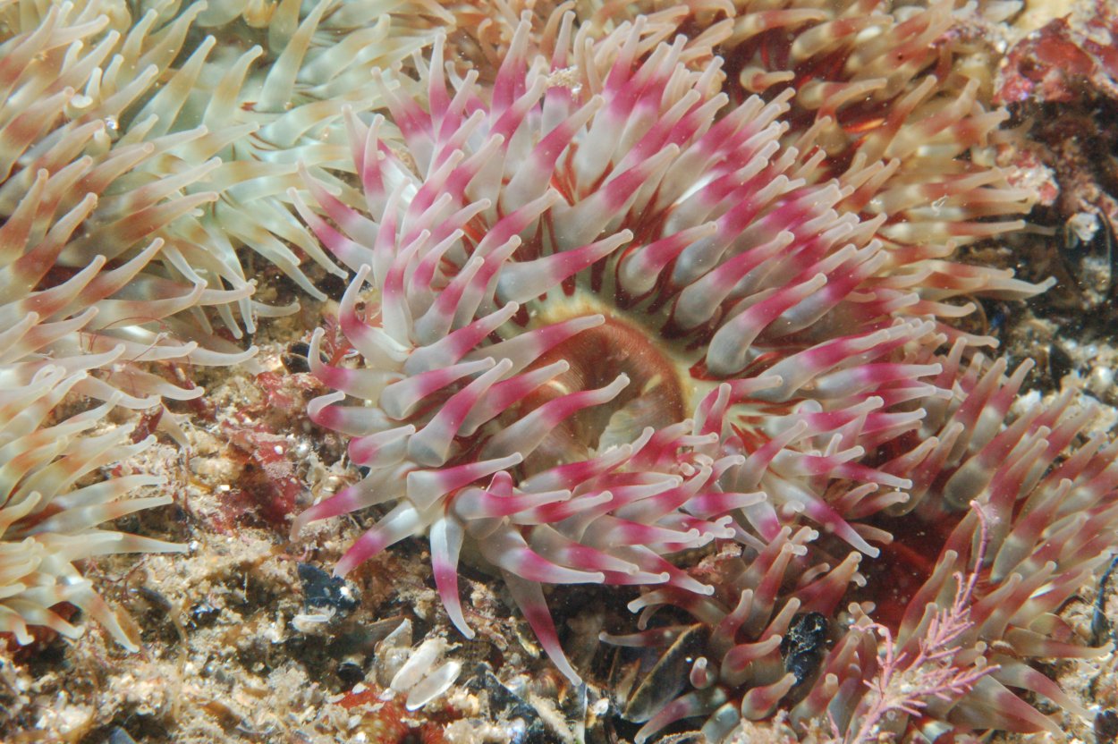 Актиния обыкновенная