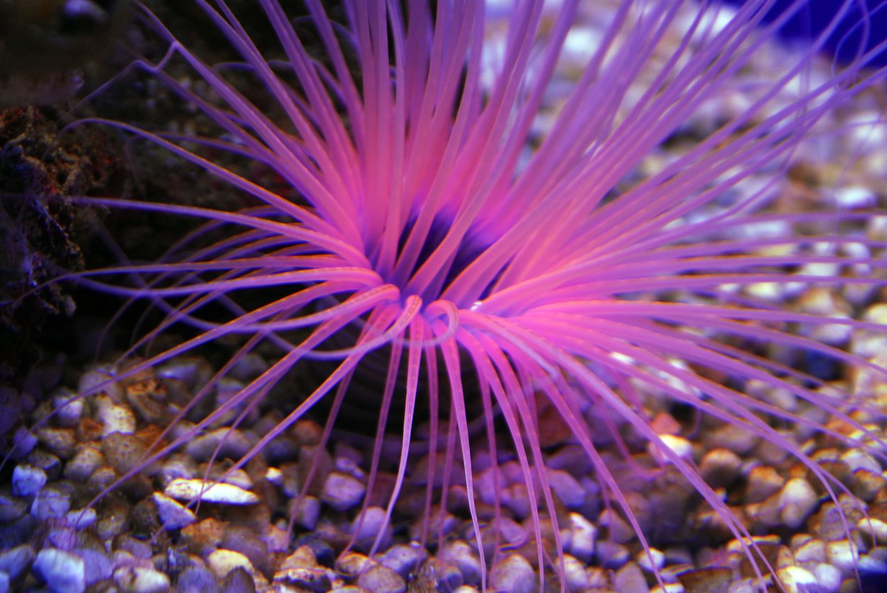 Морская анемона актиния