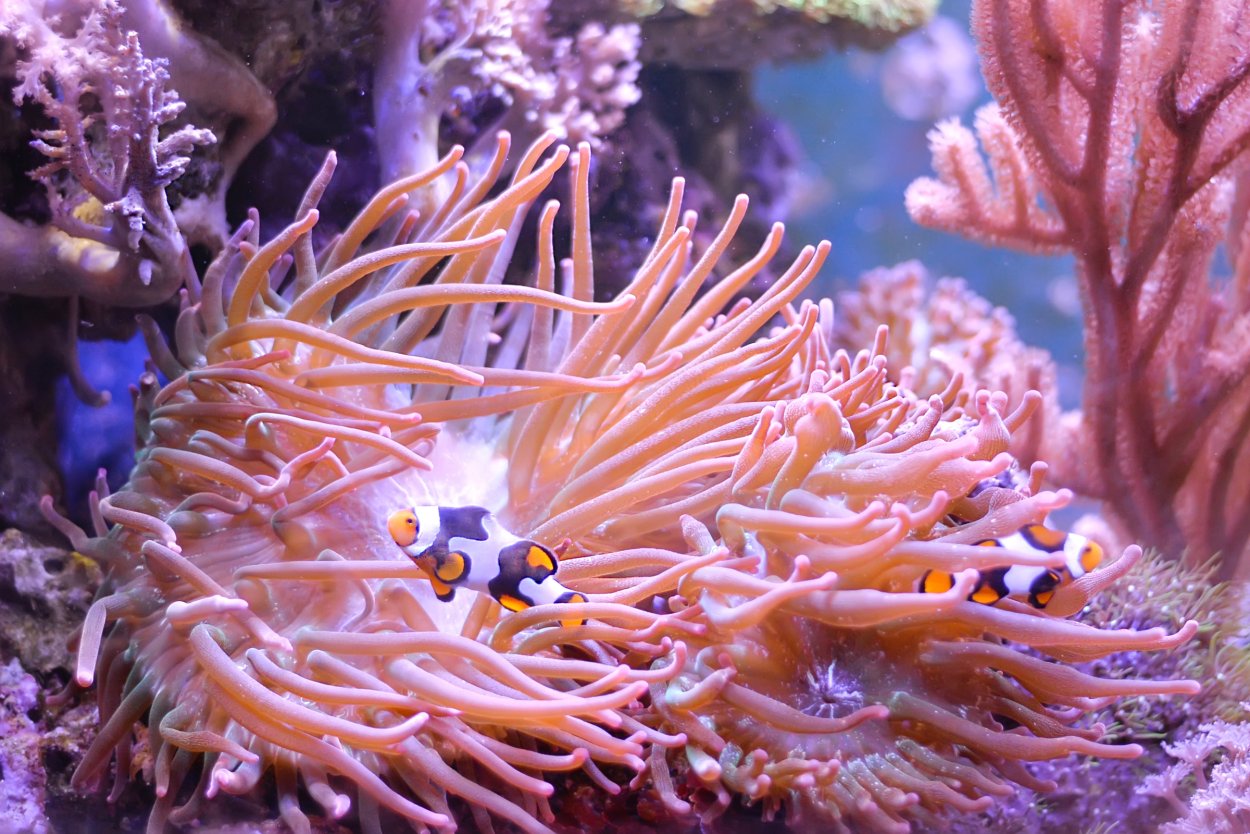 Актиния Дальневосточный морской заповедник