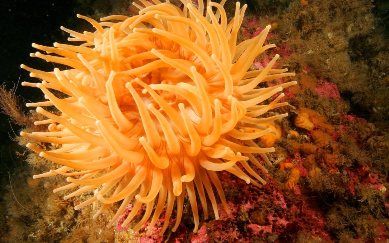 Голотурия и актиния