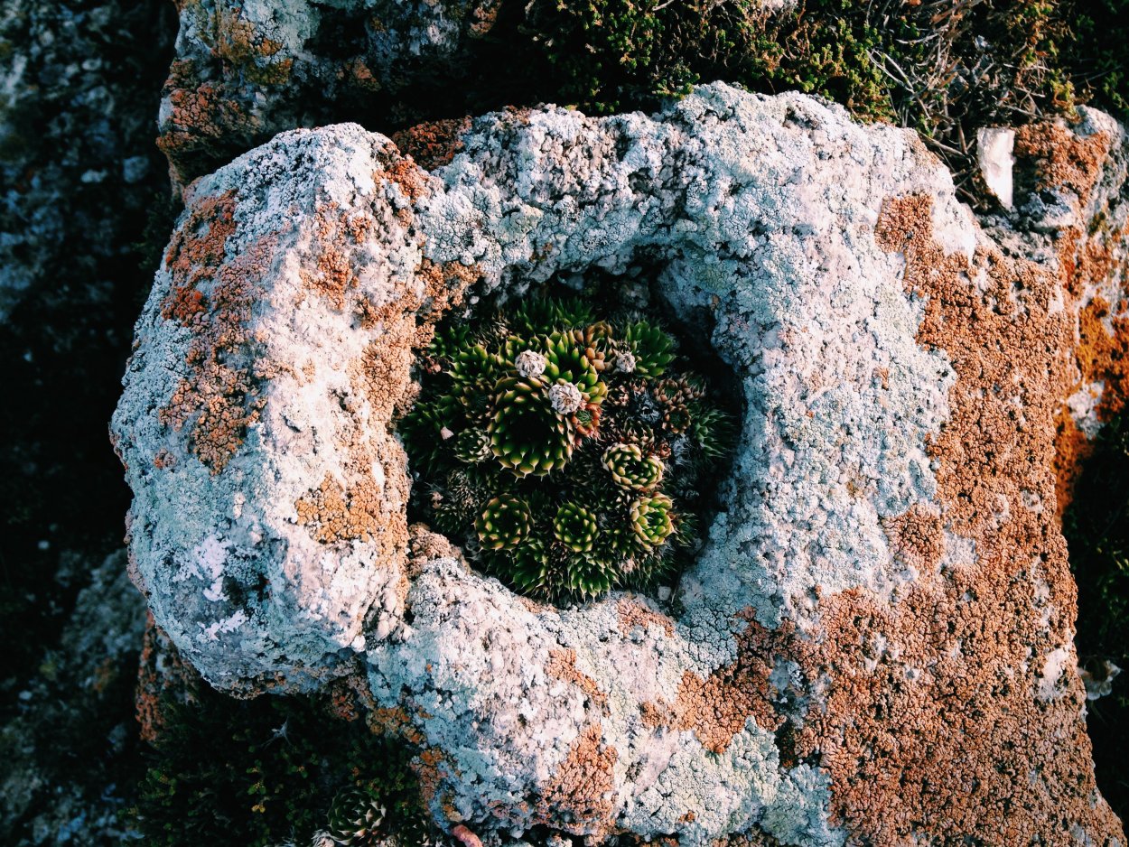 Камнеломка Байкальская