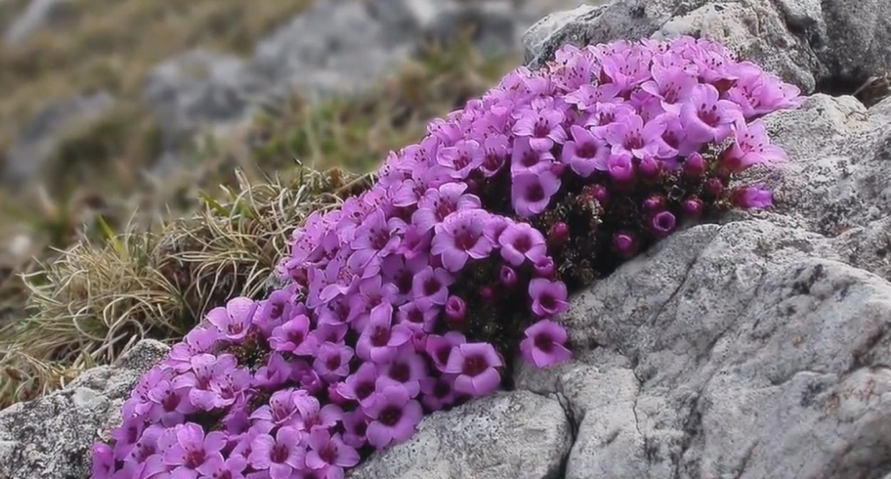 Камнеломка Альпийская