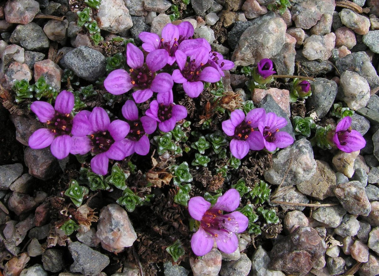 Камнеломка саксифрага