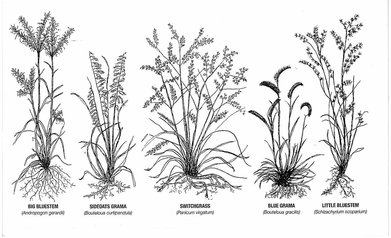 Тропические растения иллюстрации