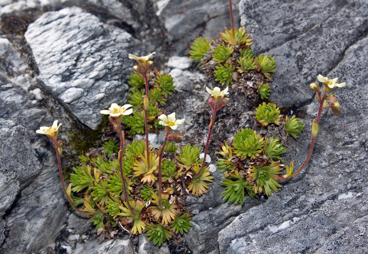 Камнеломка Schneeteppich