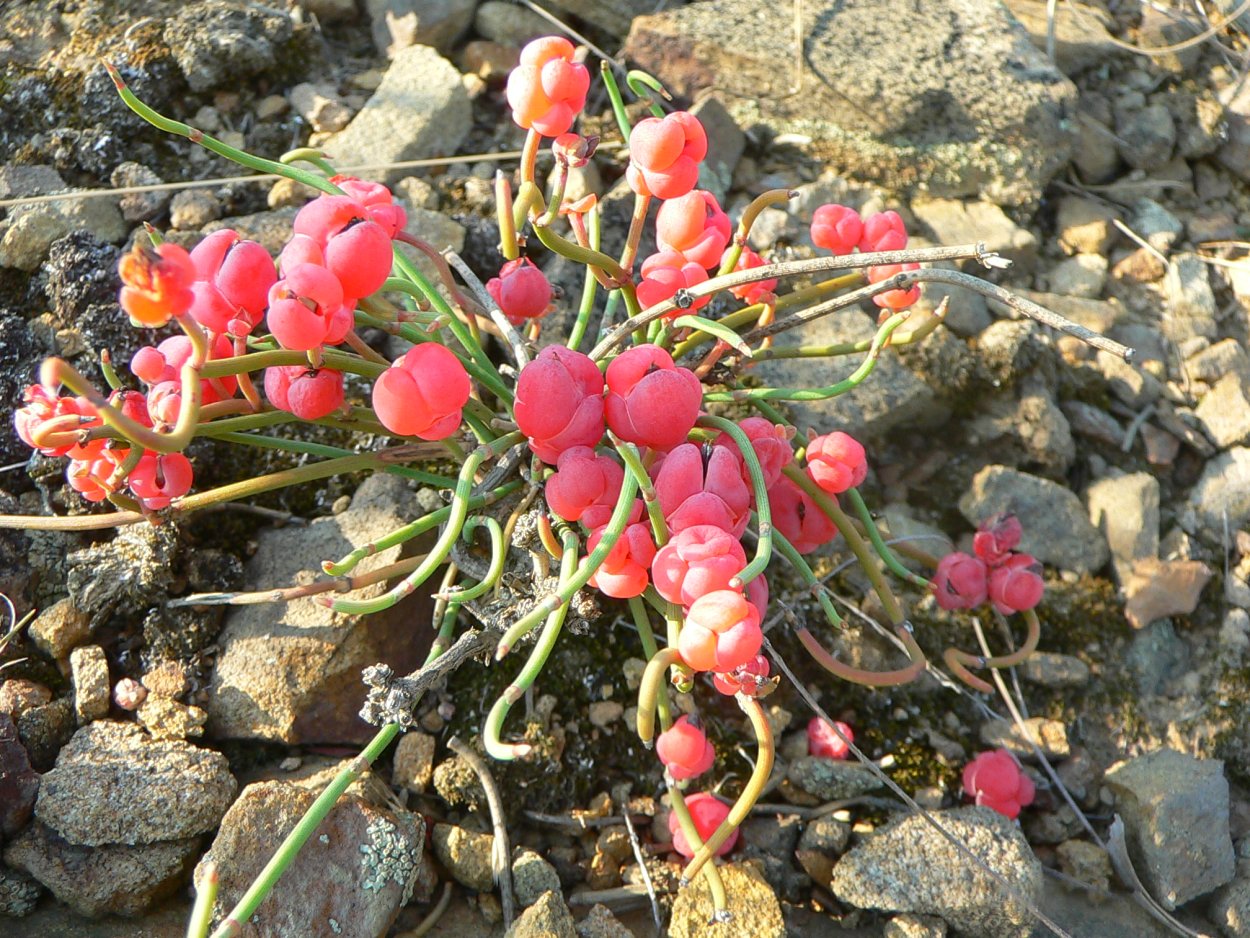 Хвойник эфедра Кузьмичева трава