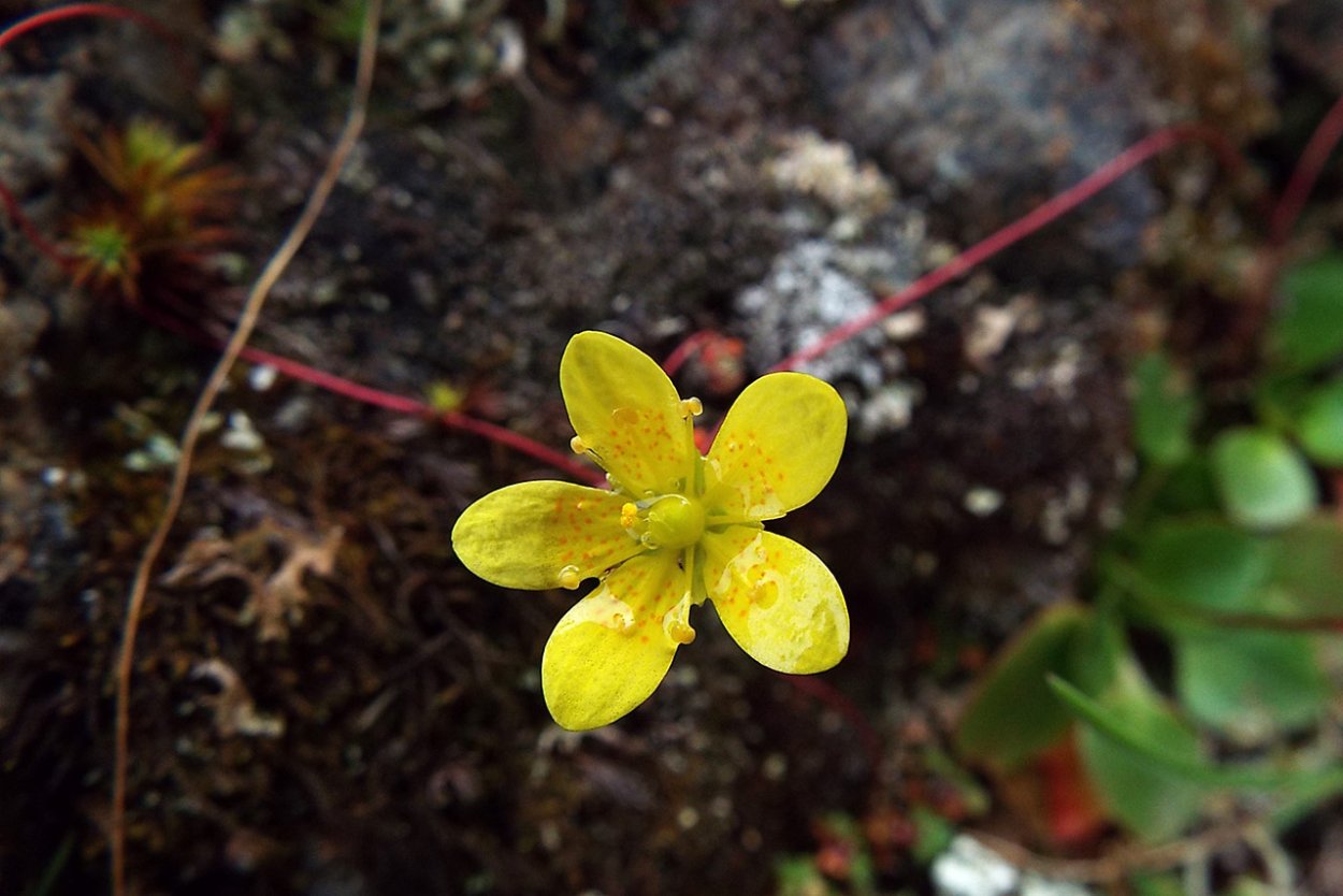 Видоизменения побегов вегетативные органы