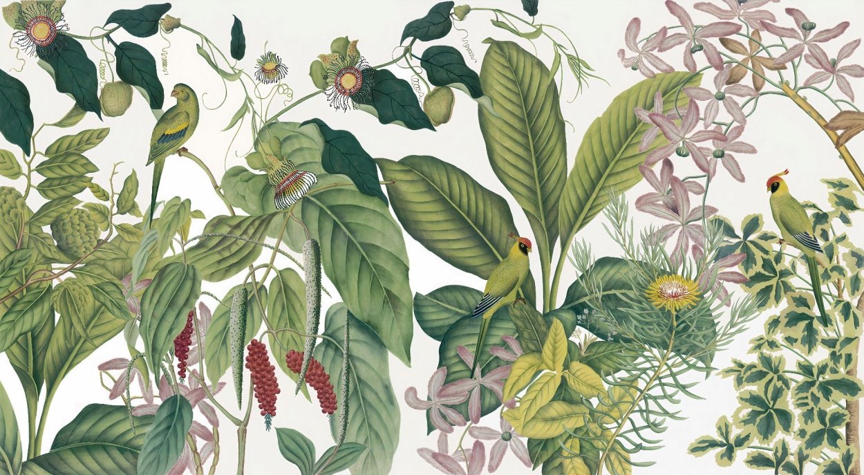 Папоротник монстера акравель