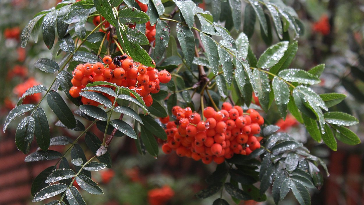 Рябина красноплодная