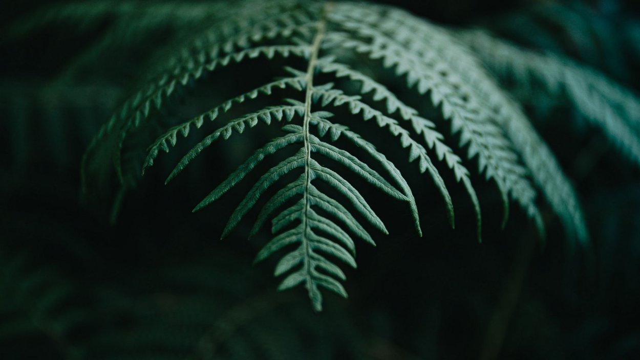 Лекарственные растения чб