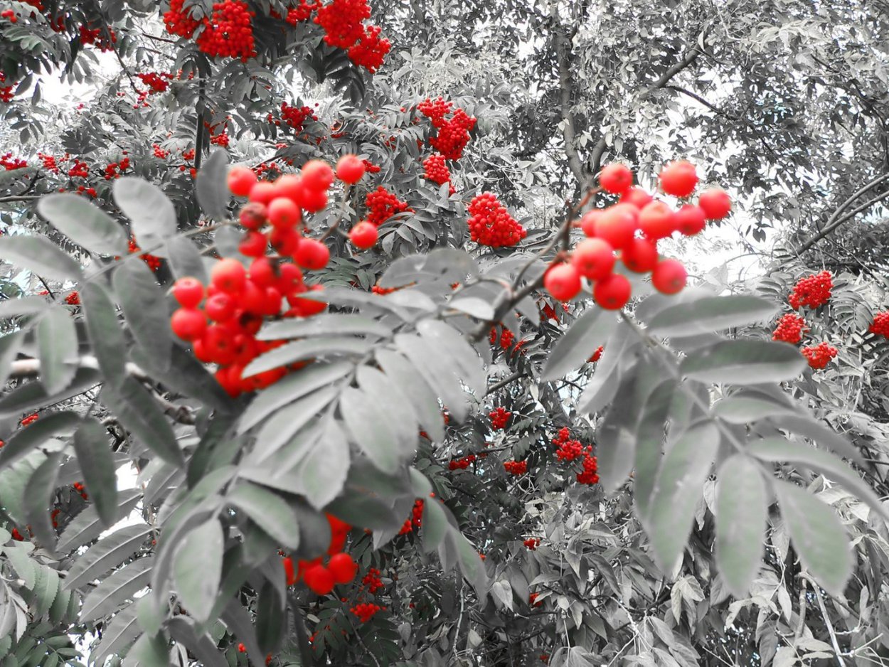 Рябина обыкновенная "Вефед"