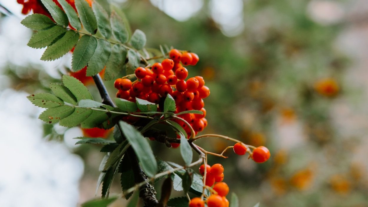 Рябина ягода Сахалин