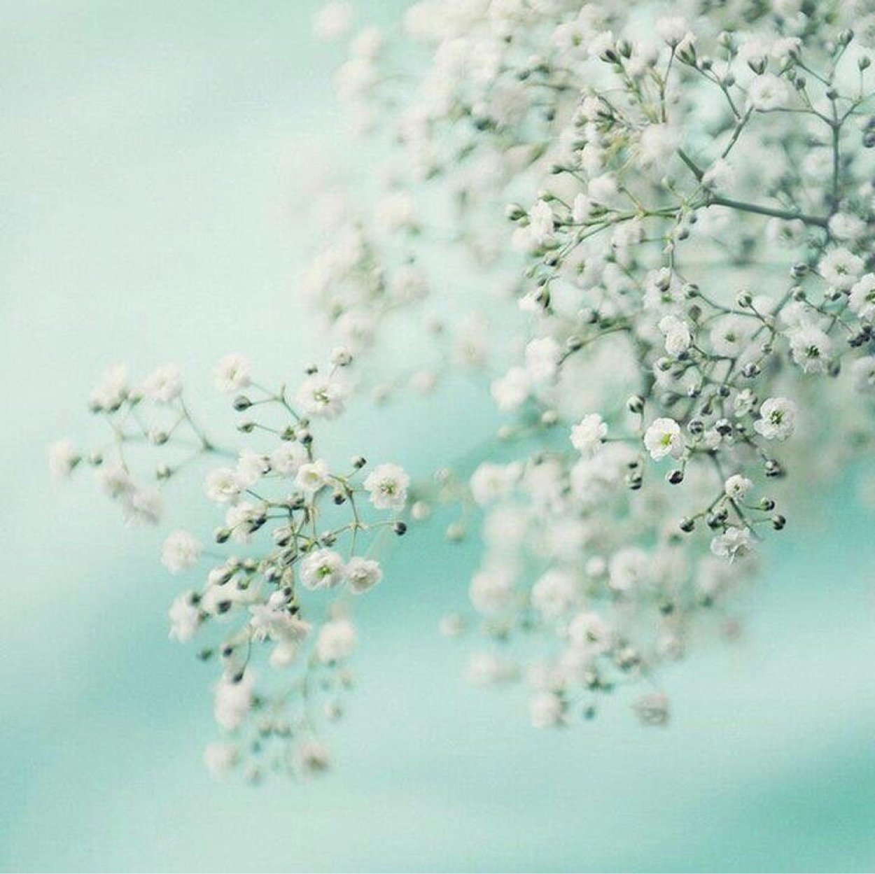 Природа в мятных тонах