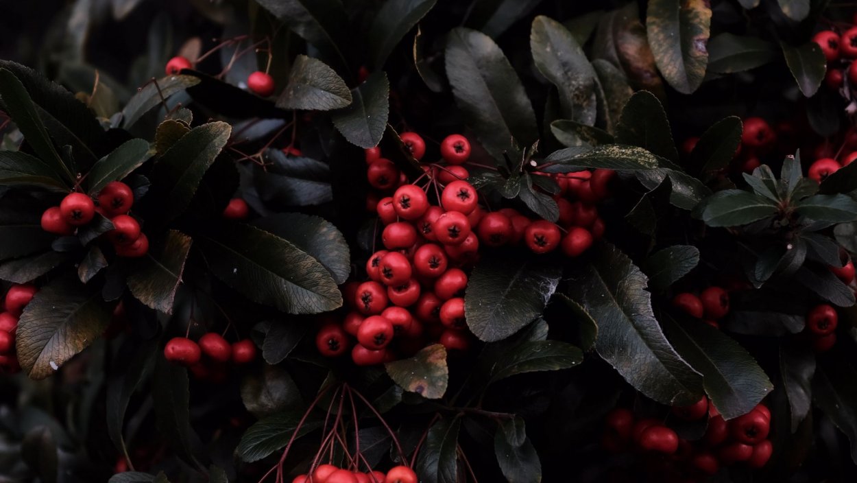 Ягоды на ветке макро