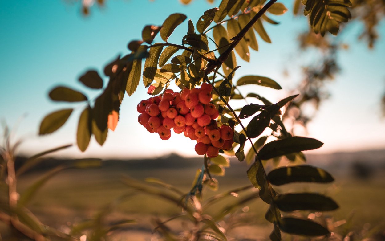 Гроздь ягод рябины