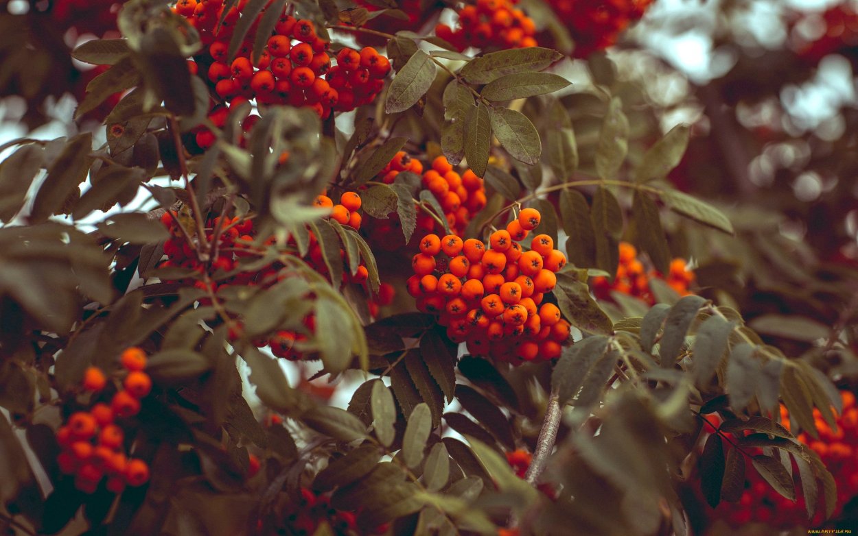 Рябина ягода Сахалин