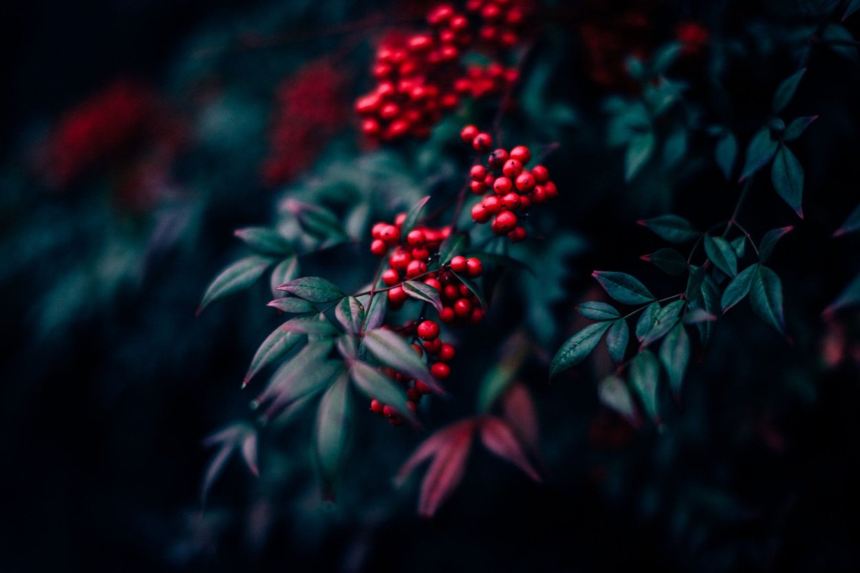 Ягоды Эстетика