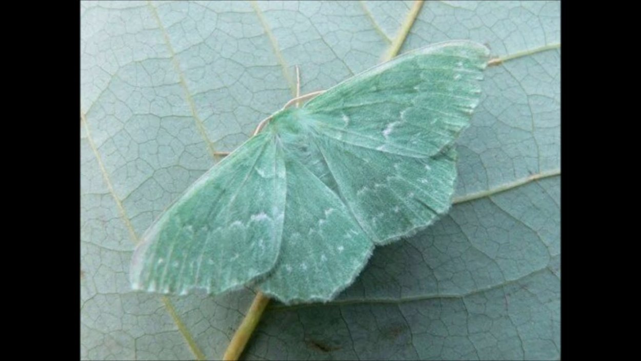 Мятный цвет в природе