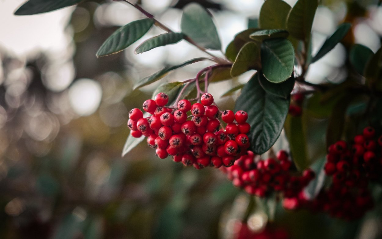 Рябина макро