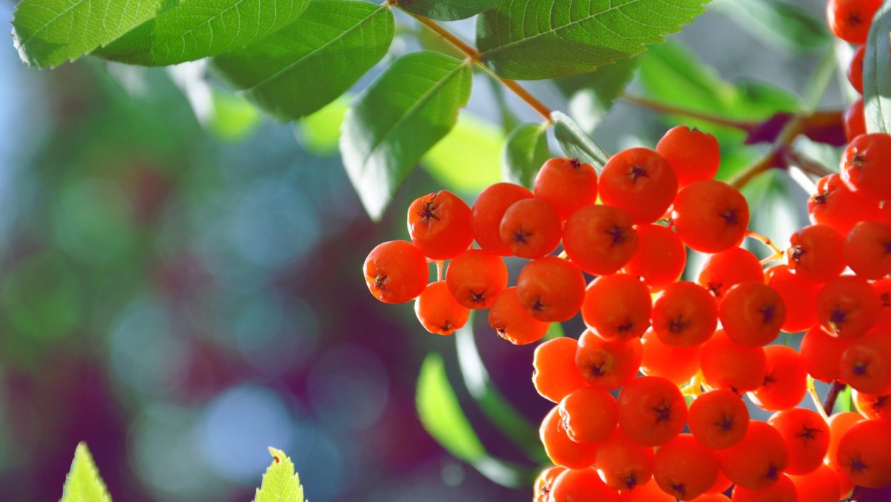 Рябина Red Robin