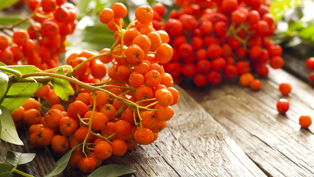 Рябина осенью